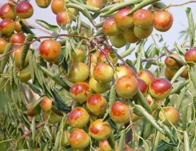 哪里的冬棗最好?山東沾化、河北黃驊、陜西大荔,還是山西、新疆江西或其他地方?