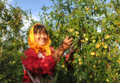 河北黃驊 金秋時(shí)節(jié)冬棗飄香
