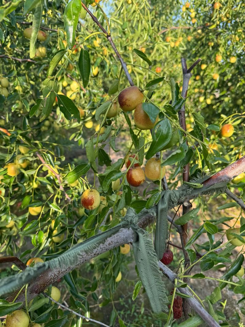 黃驊冬棗 河北滄州的“金疙瘩”，品質(zhì)與實(shí)惠的完美結(jié)合