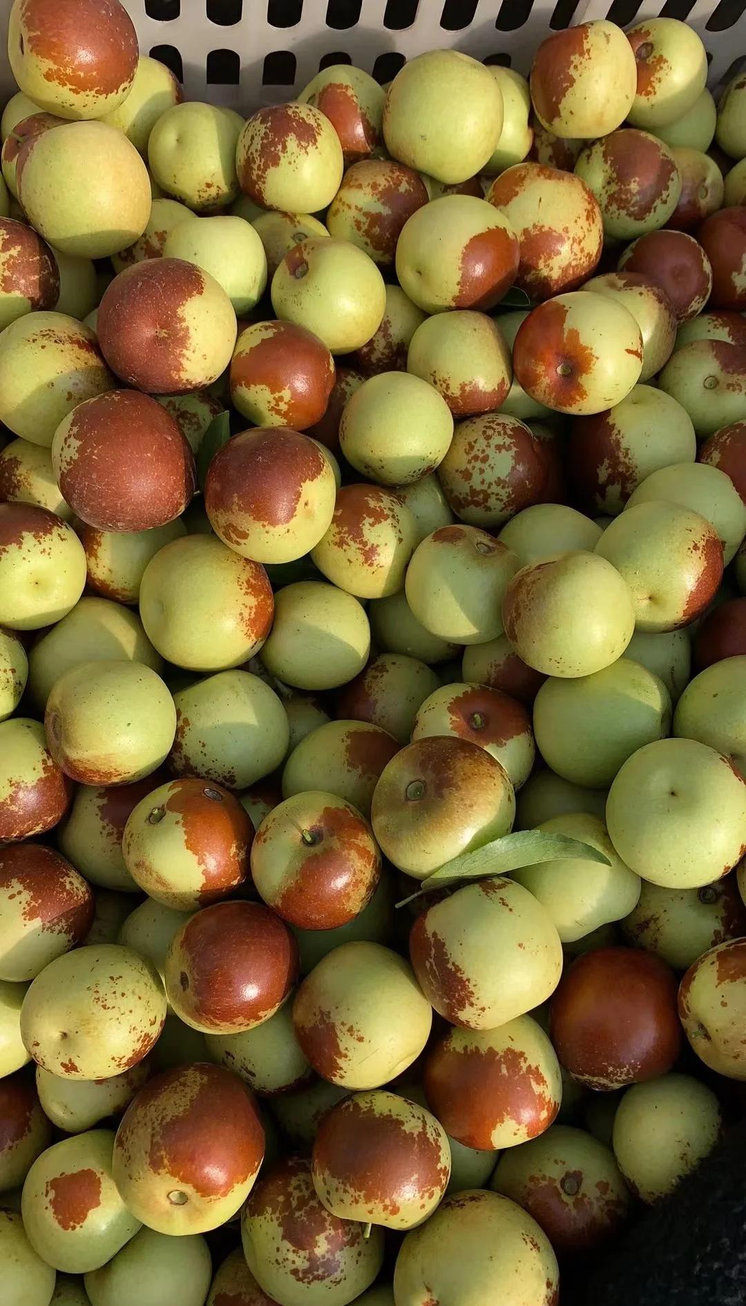 黃驊冬棗鮮到爆！舌尖速遞，領(lǐng)略冰甜脆爽的秋日珍饈